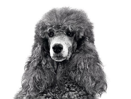 Black and white portrait of sitting Poodle