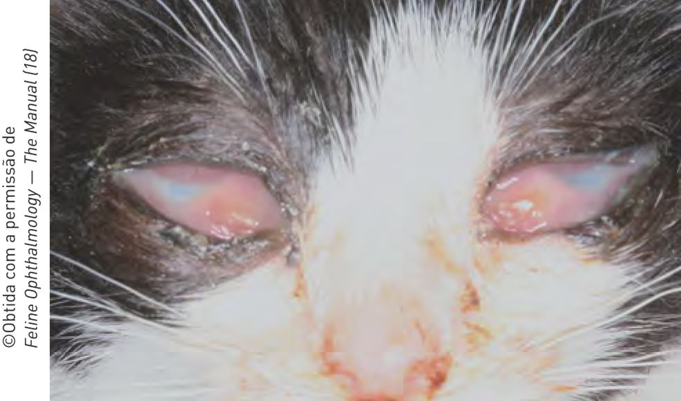 Figura 6. Oftalmia neonatal em filhote felino de 3 semanas de vida. O anquilobléfaro