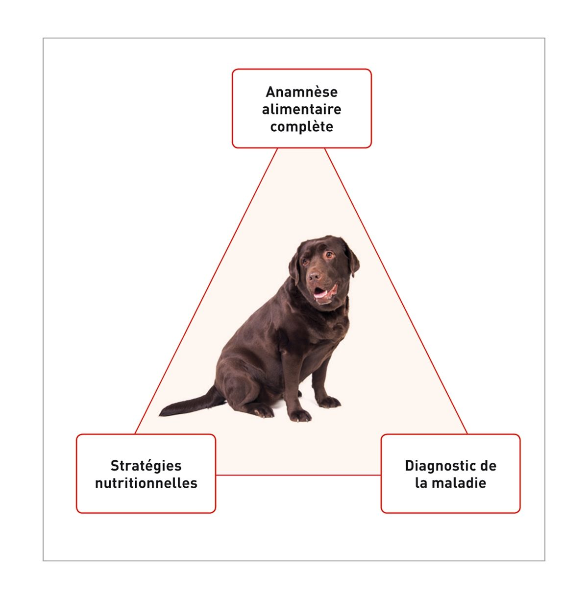 La réussite du traitement nutritionnel dépend de la prise en compte conjointe de trois grands facteurs. Il est essentiel que le vétérinaire évalue : (I) l’anamnèse alimentaire de l’animal, (II) les stratégies nutritionnelles disponibles et (III) la maladie à traiter. L’évaluation de ces trois aspects doit permettre d’établir une approche diététique spécifique pour chaque cas.