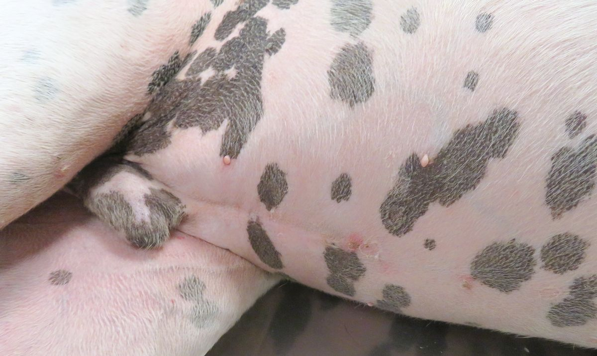 Dermatological Signs of Leishmaniasis in Dogs I Vet