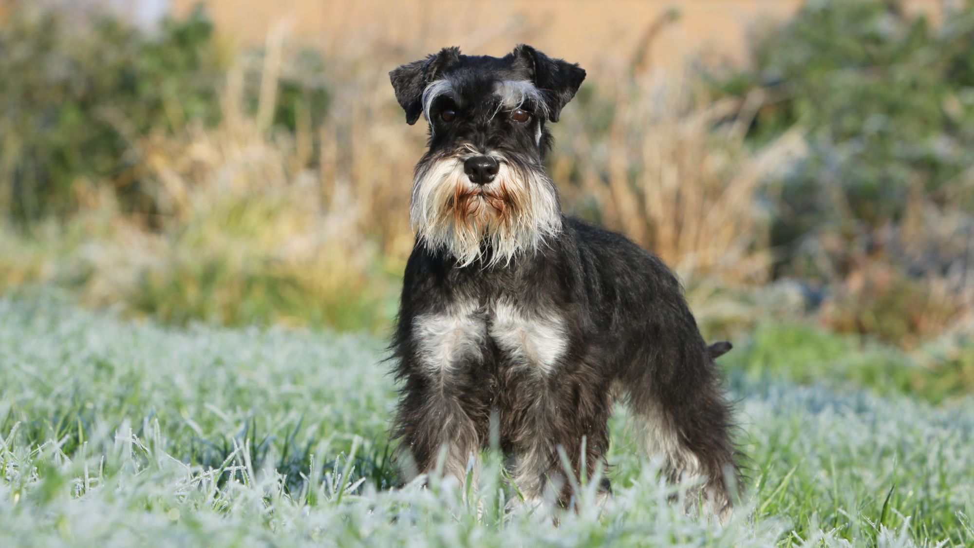 Miniature Schnauzer stood in frosty grass looking right at the camera