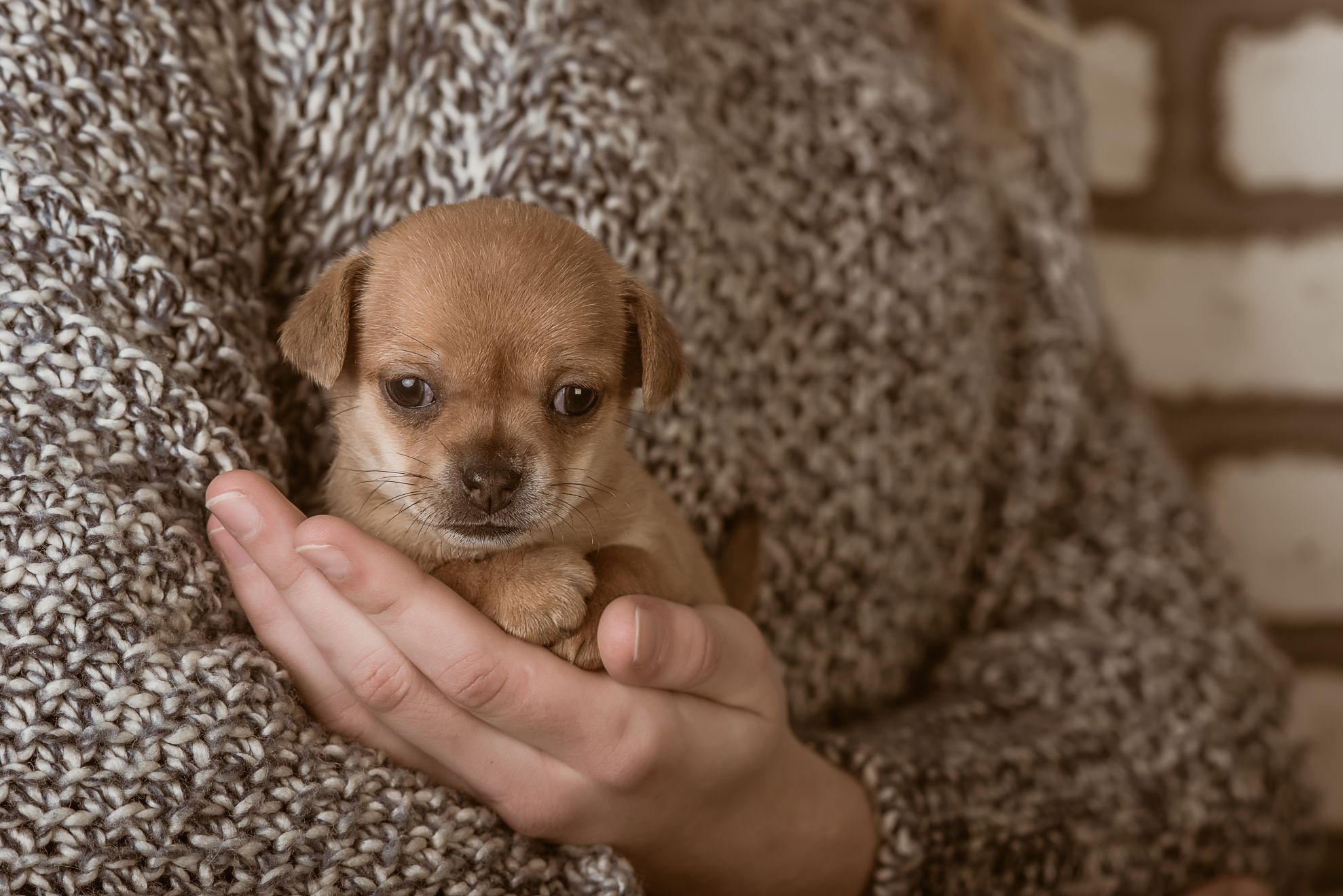 small dog in the hands of a girl