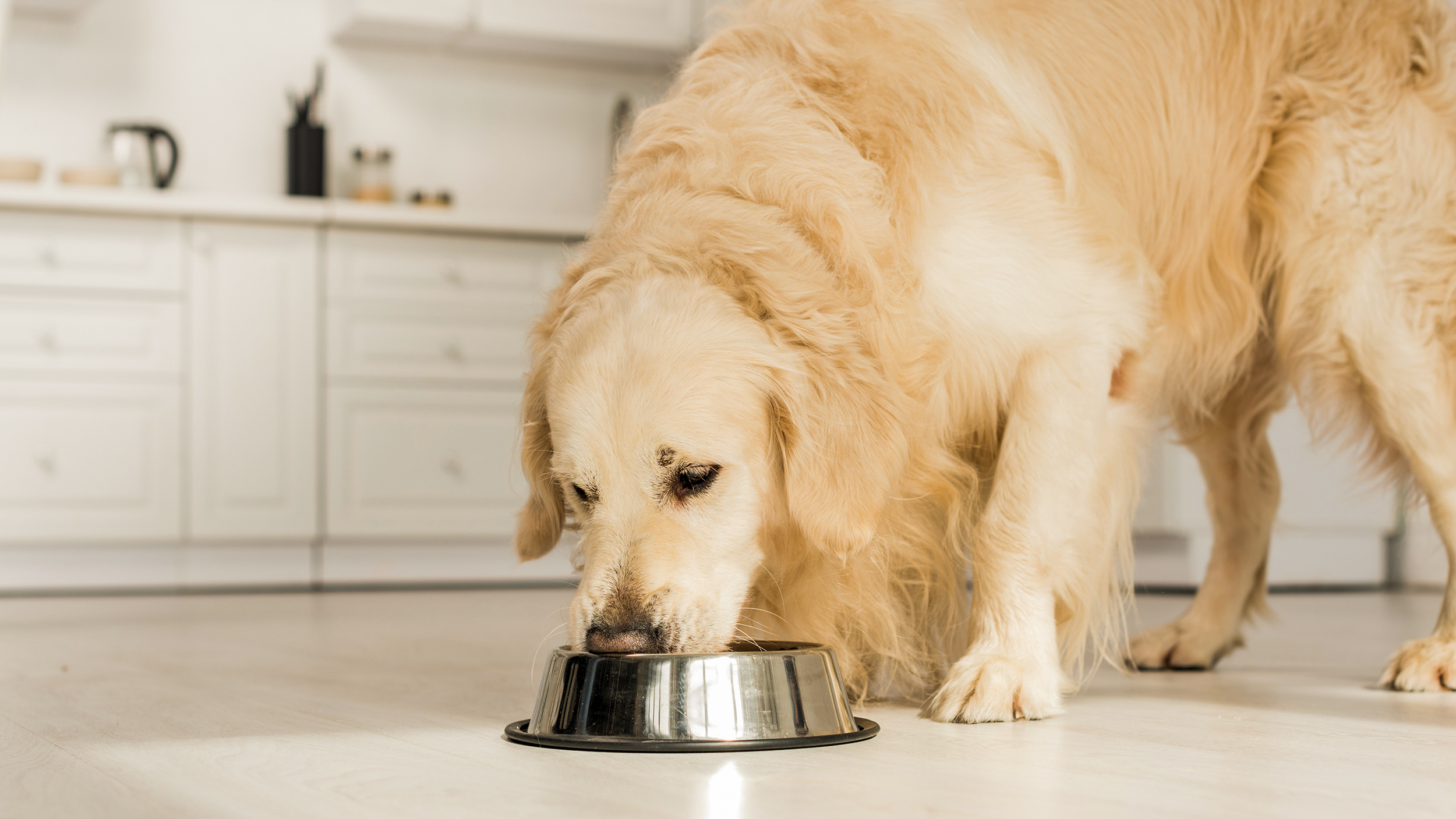 Golden Retriever adult standing in a kitchen eating from a silver bowl.