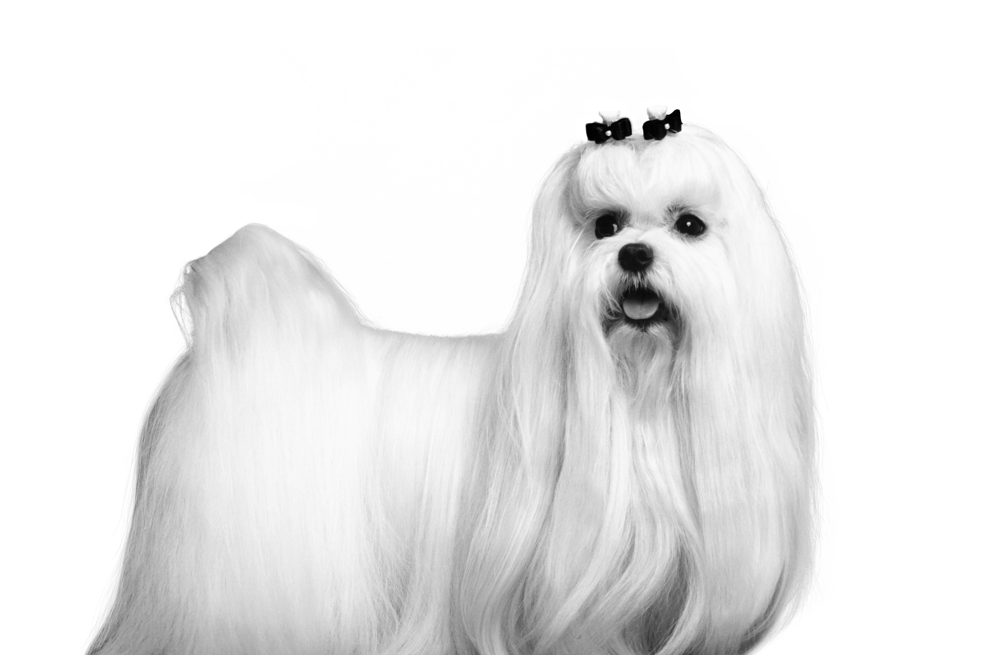 Side view of white Maltese looking at camera