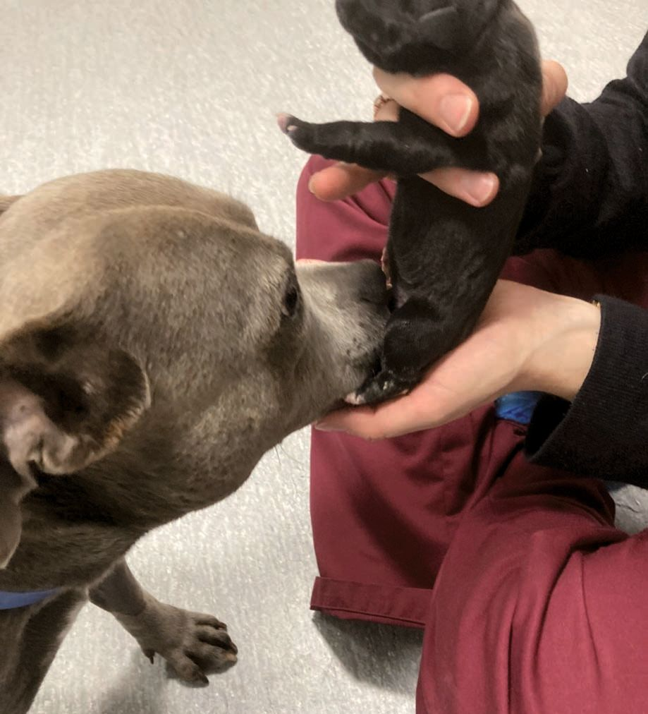 After a caesarean section, puppies should be presented to the dam 
