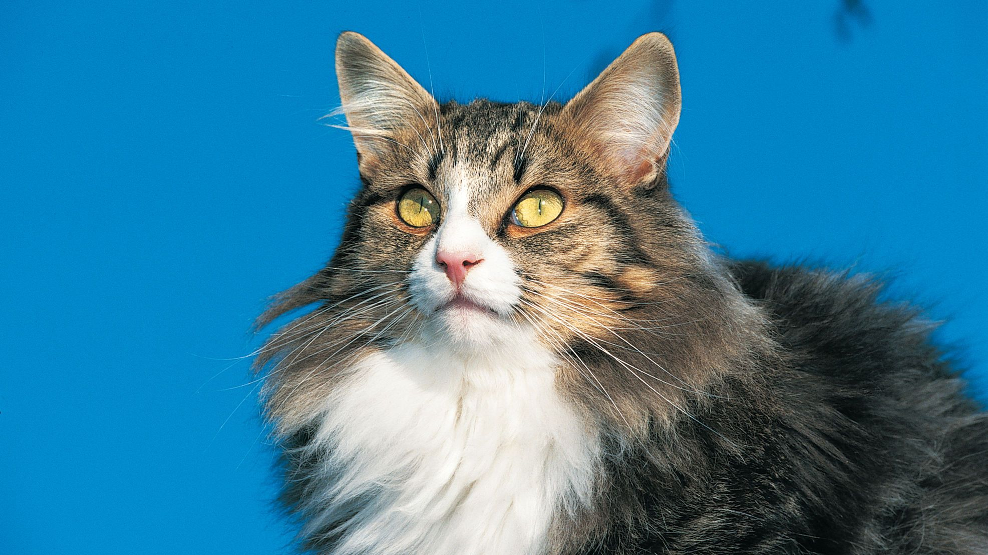 Foto close-up Norwegian Forest Cat dengan latar belakang langit biru