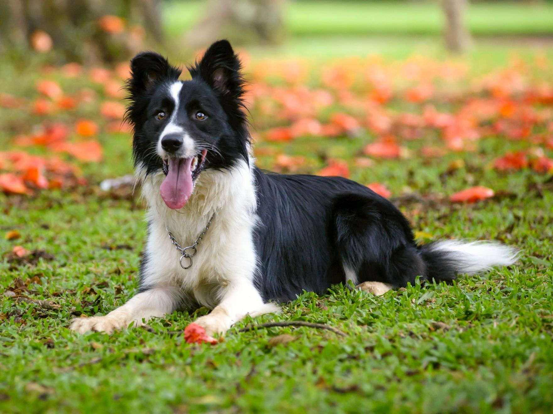 attentive-border-collie-dog-lying-down