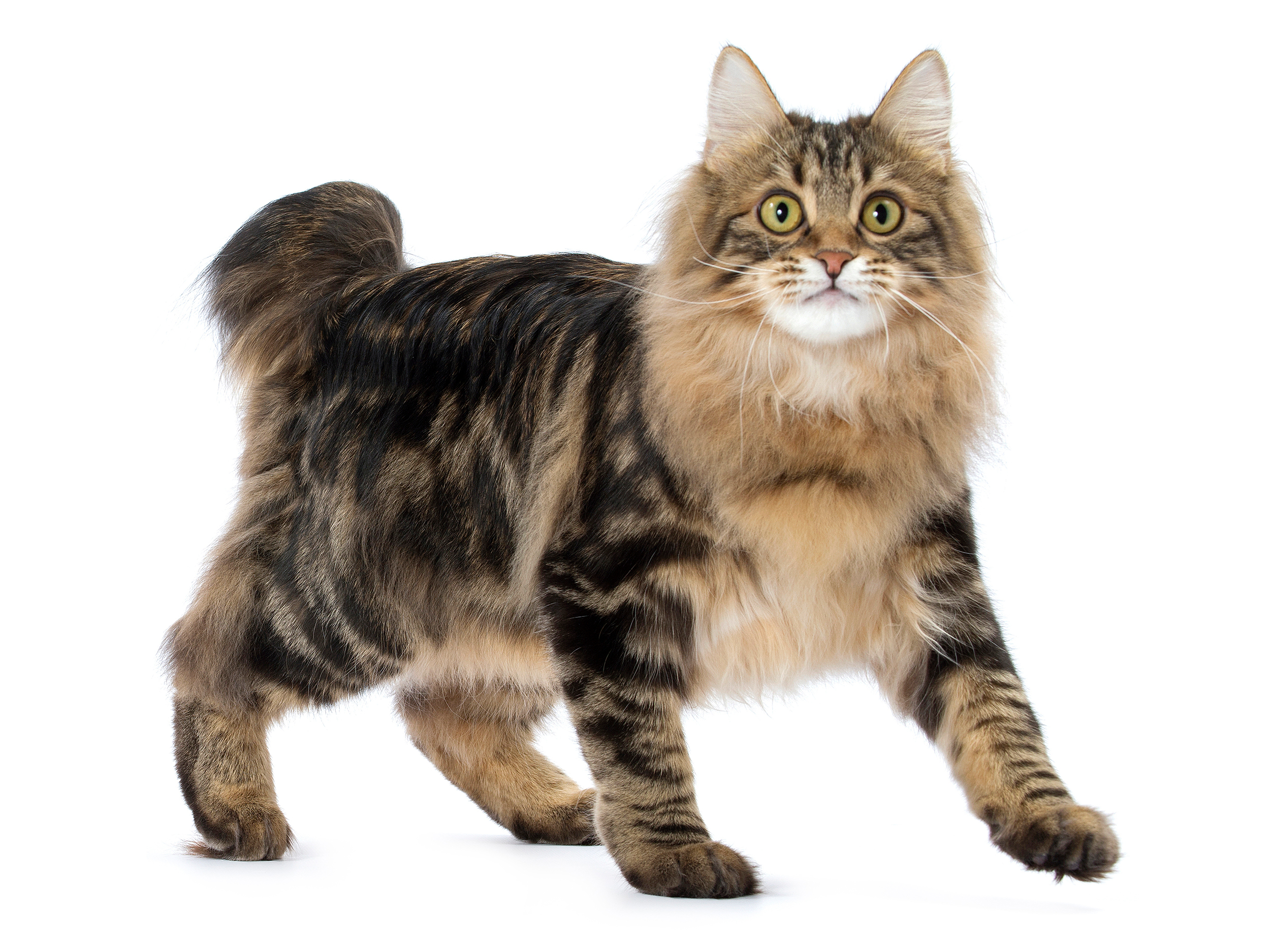 Cat Breed Library - Royal Canin