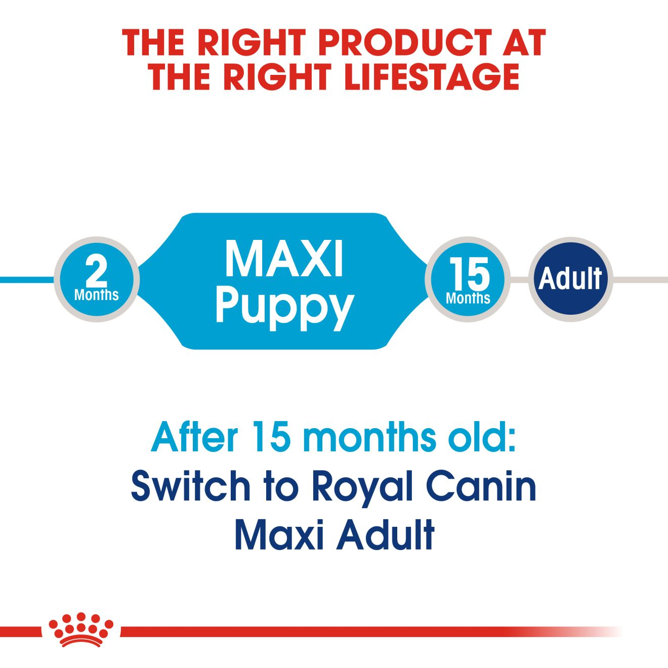 royal canin maxi junior feeding chart