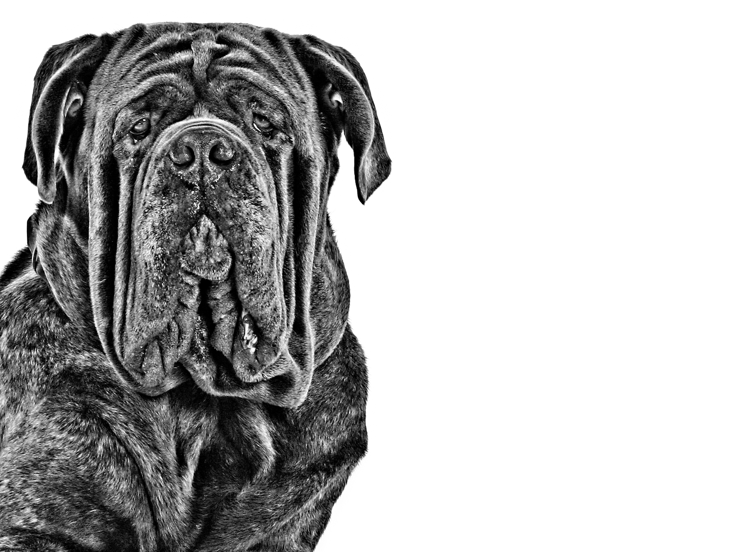 Mastino Napoletano adulto in bianco e nero