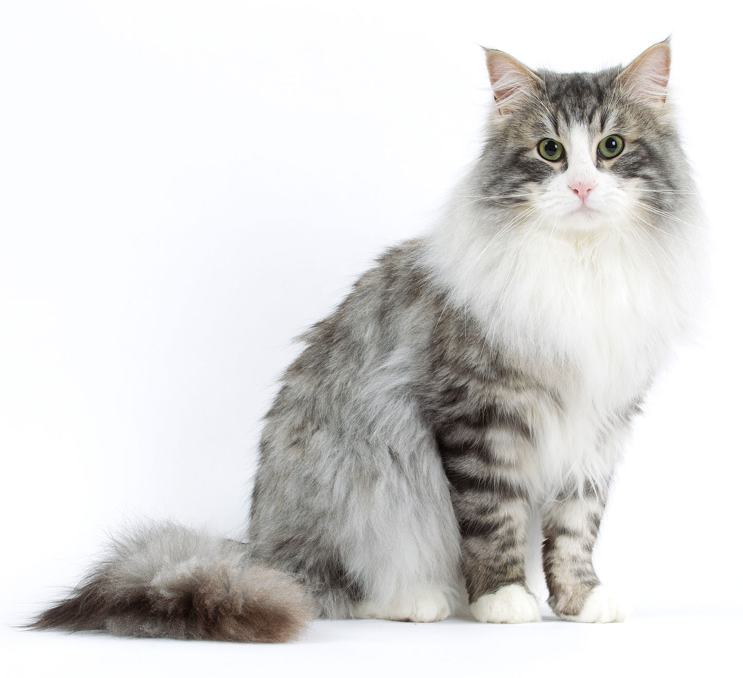 norwegian forest cat