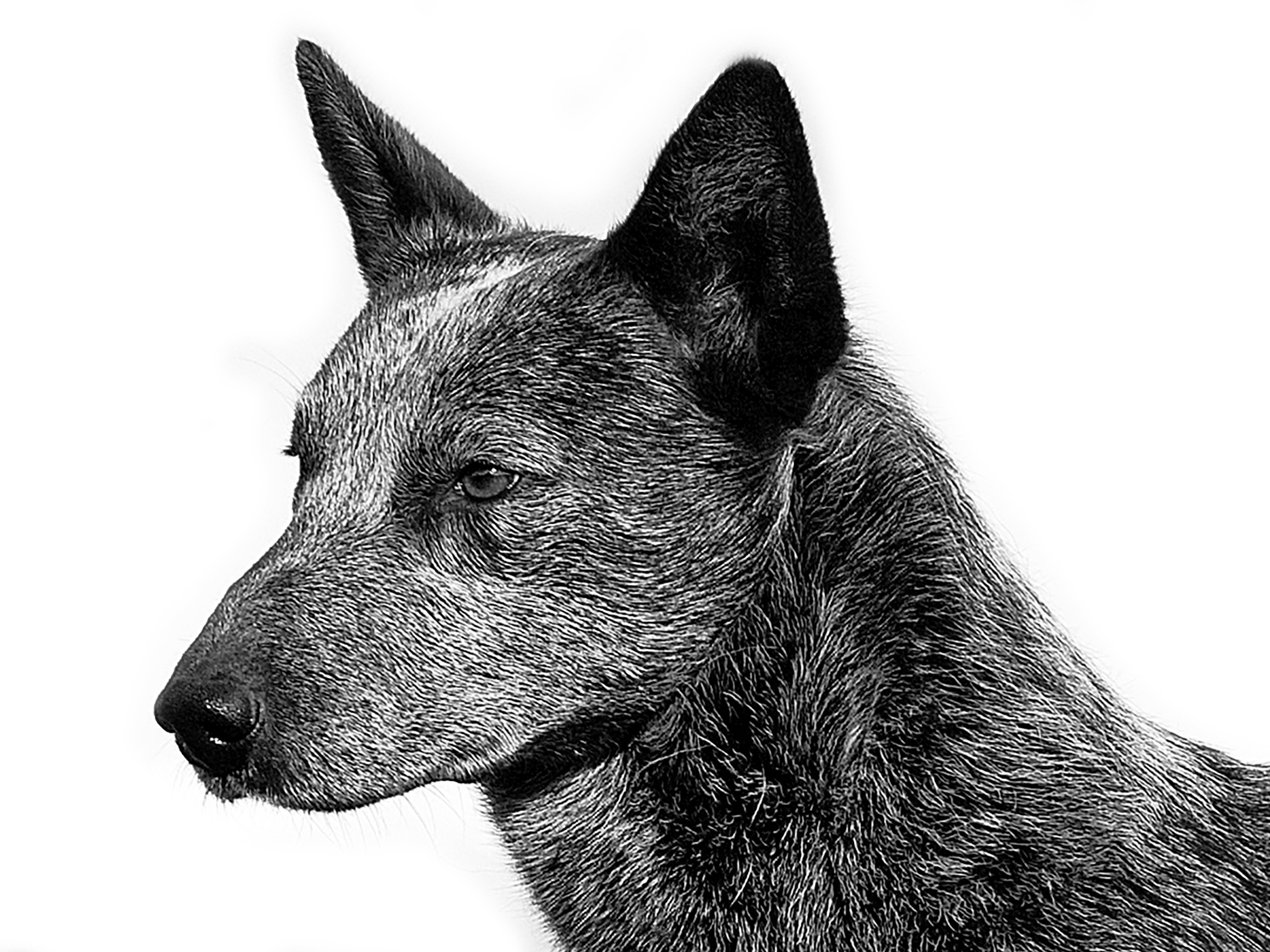 Australian stumpy tail cattle dog black and white