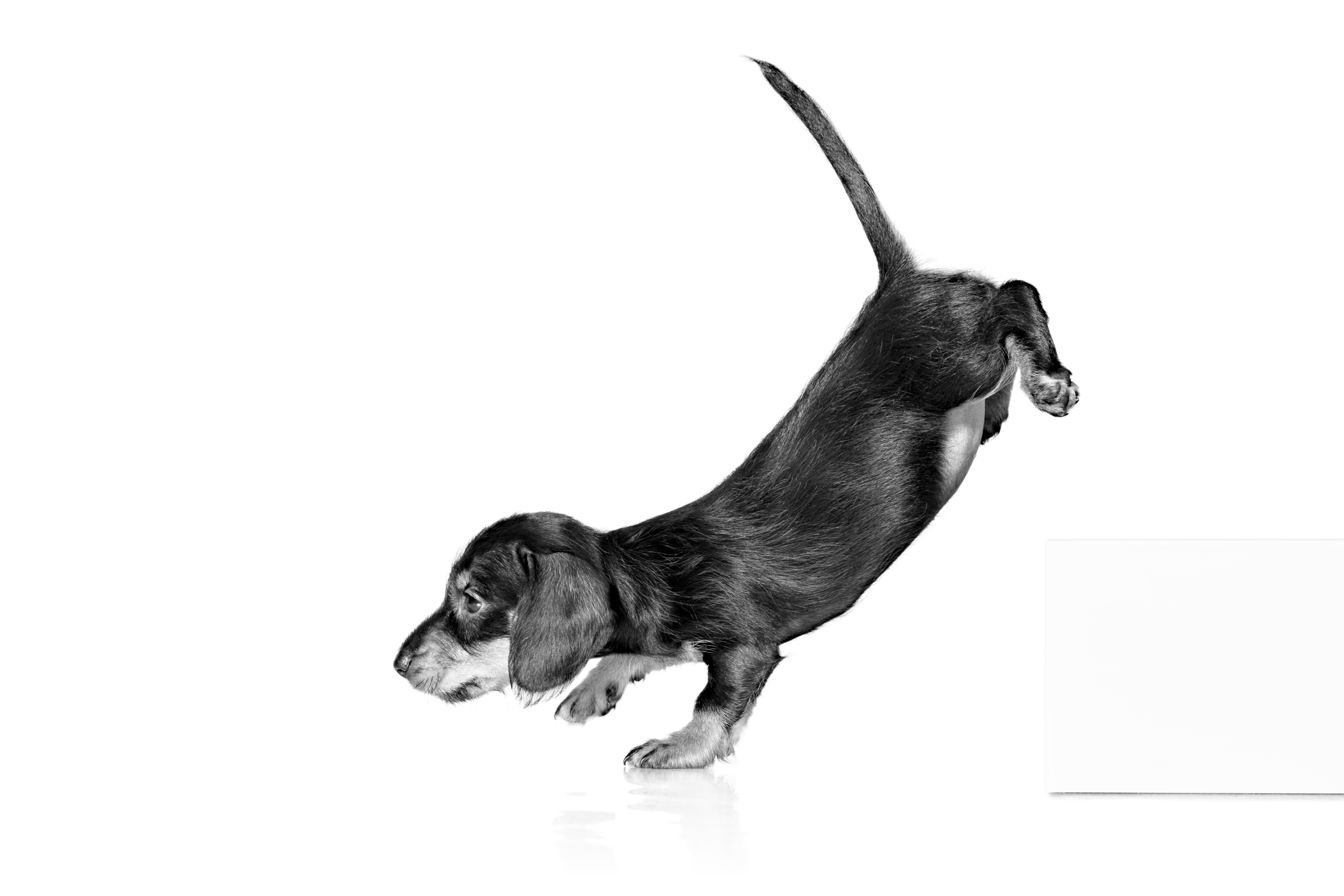 Dachshund puppy outlet royal canin