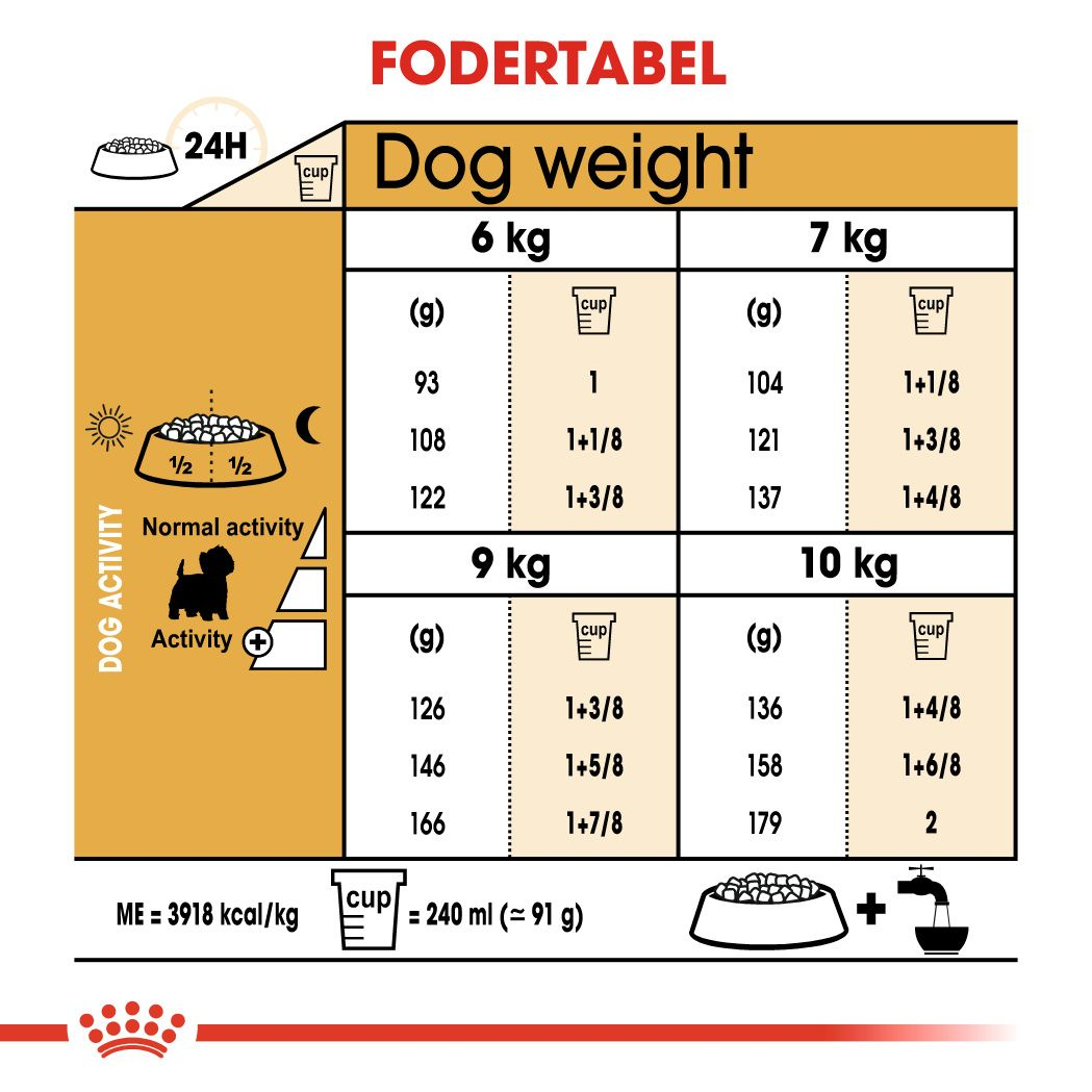West Highland White Terrier Adult