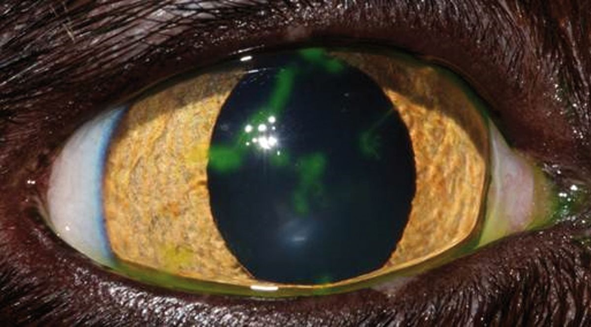 ophthalmological-conditions-in-kittens-and-young-cats