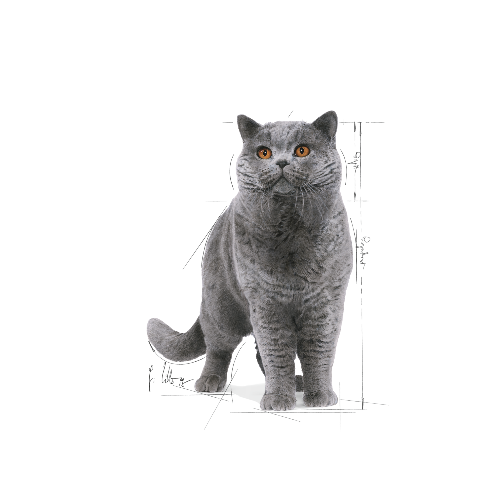 British Shorthair Narrow Chunks In Gravy