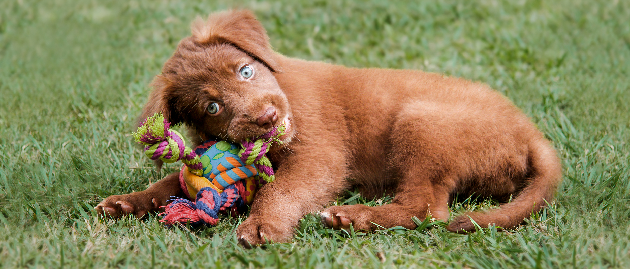 Puppy dog lying down in grass chewing a toy.