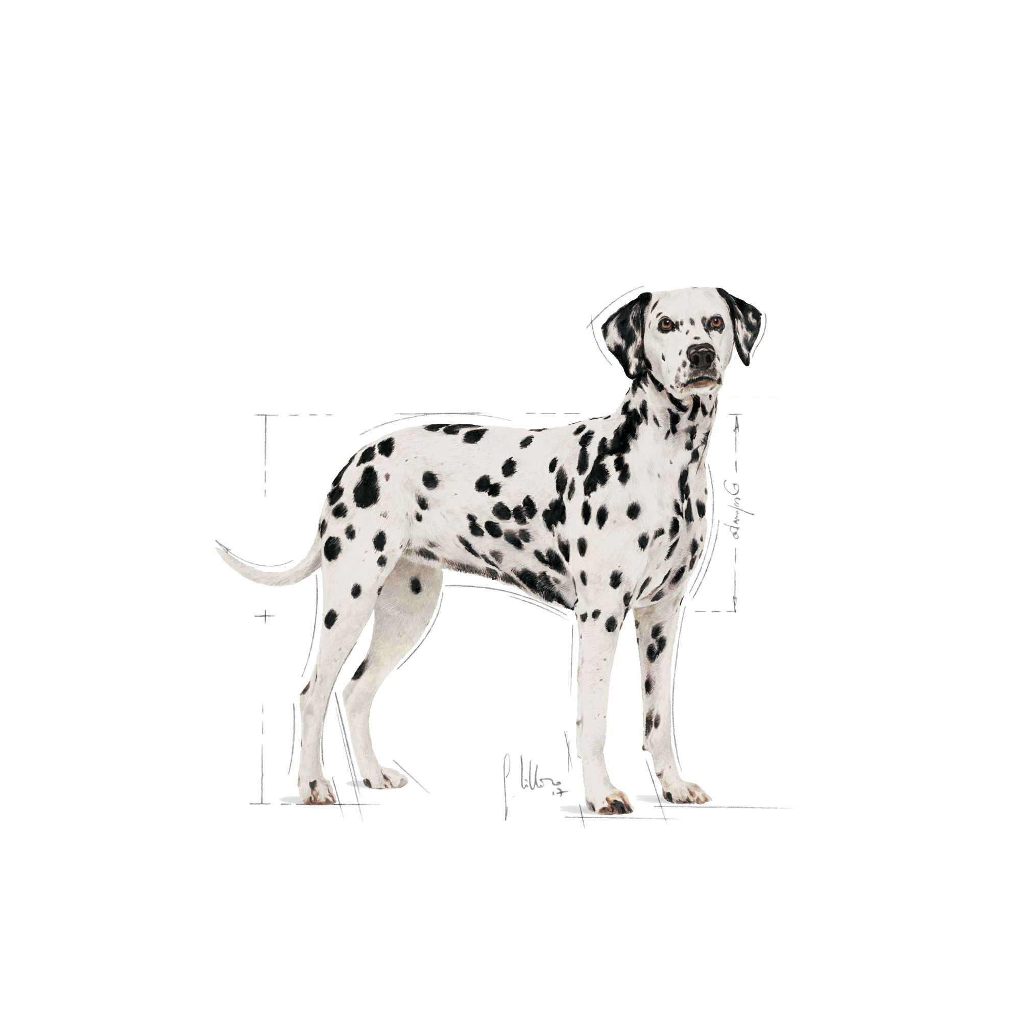 Black and hot sale white dalmatian