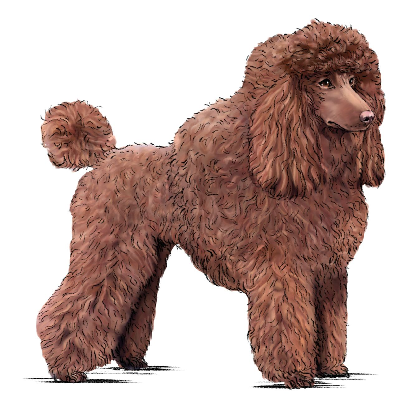 Illustration of a standing brown Poodle