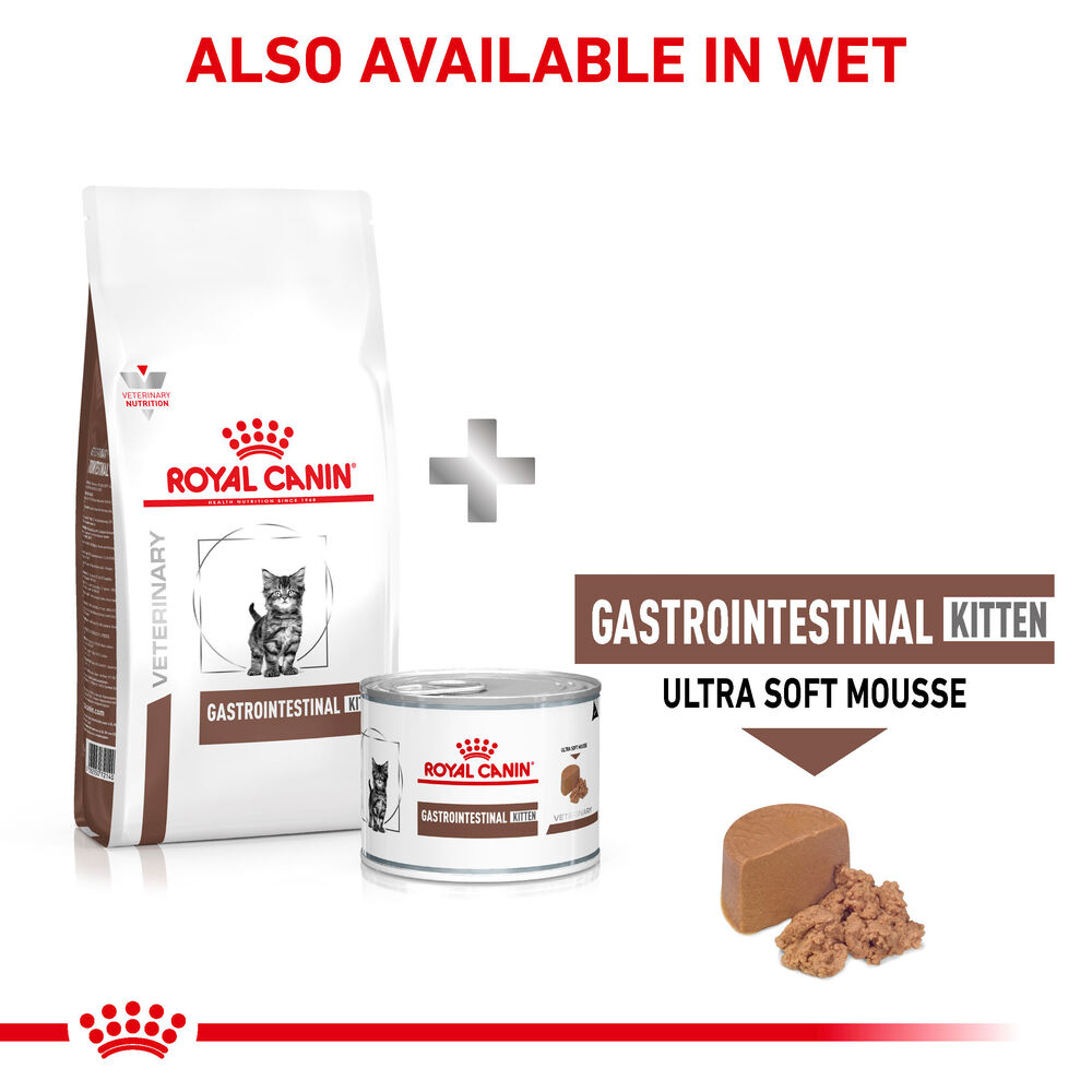 Gastrointestinal Kitten