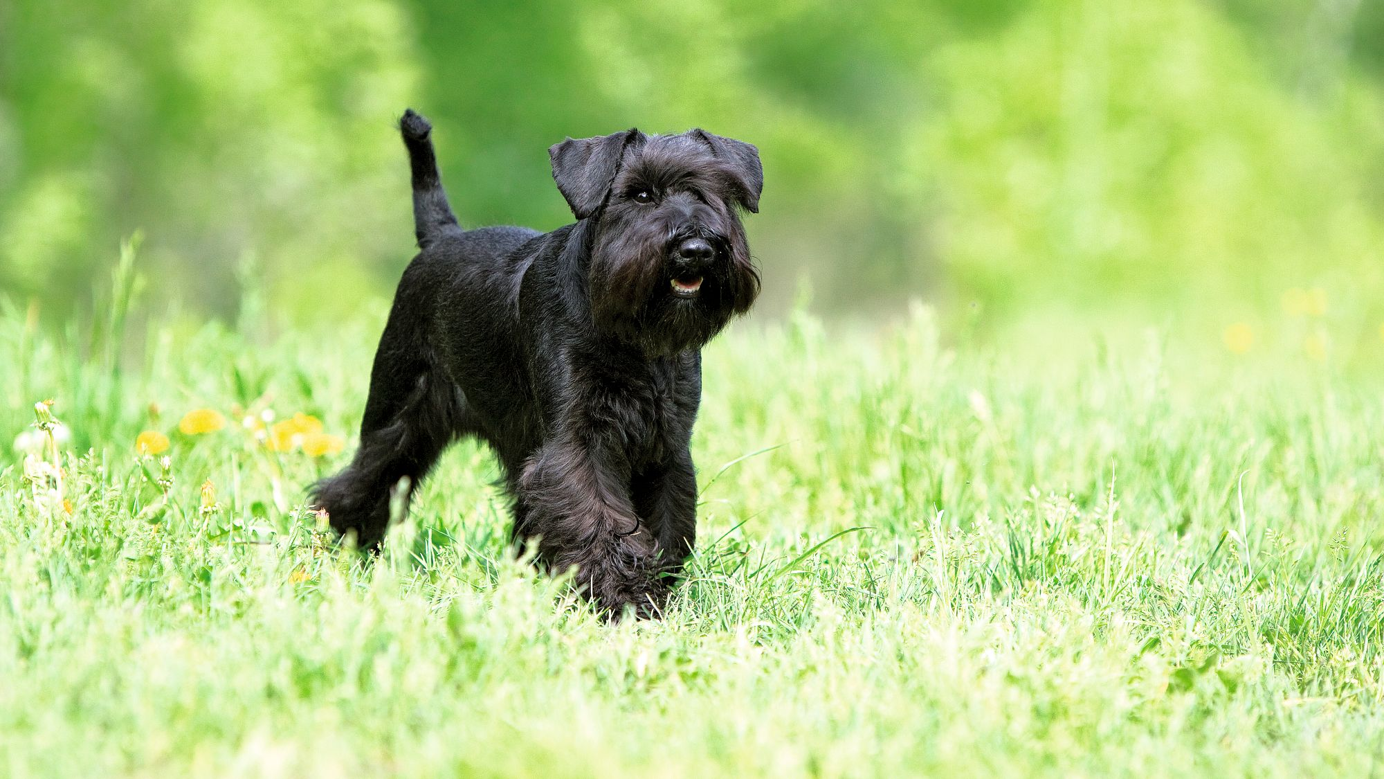 Schwarzer Zwergschnauzer, der über eine Wiese geht