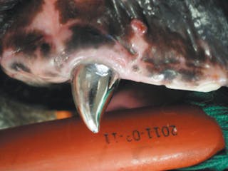 A molded metal dental prosthesis fitted after endodontic treatment and periodontal surgery to elongate the crown (note the surrounding periodontal area has no inflammation).