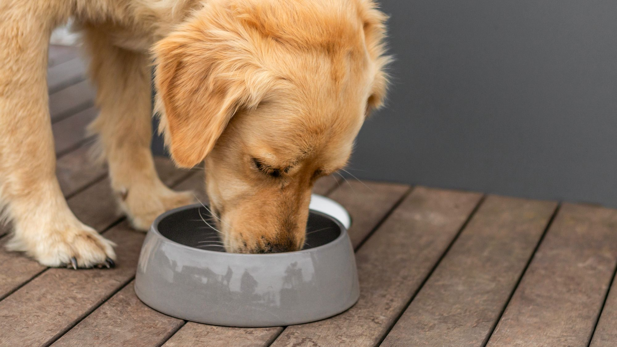 Golden Retriever adult standing outdoors eating from a grey bowl.