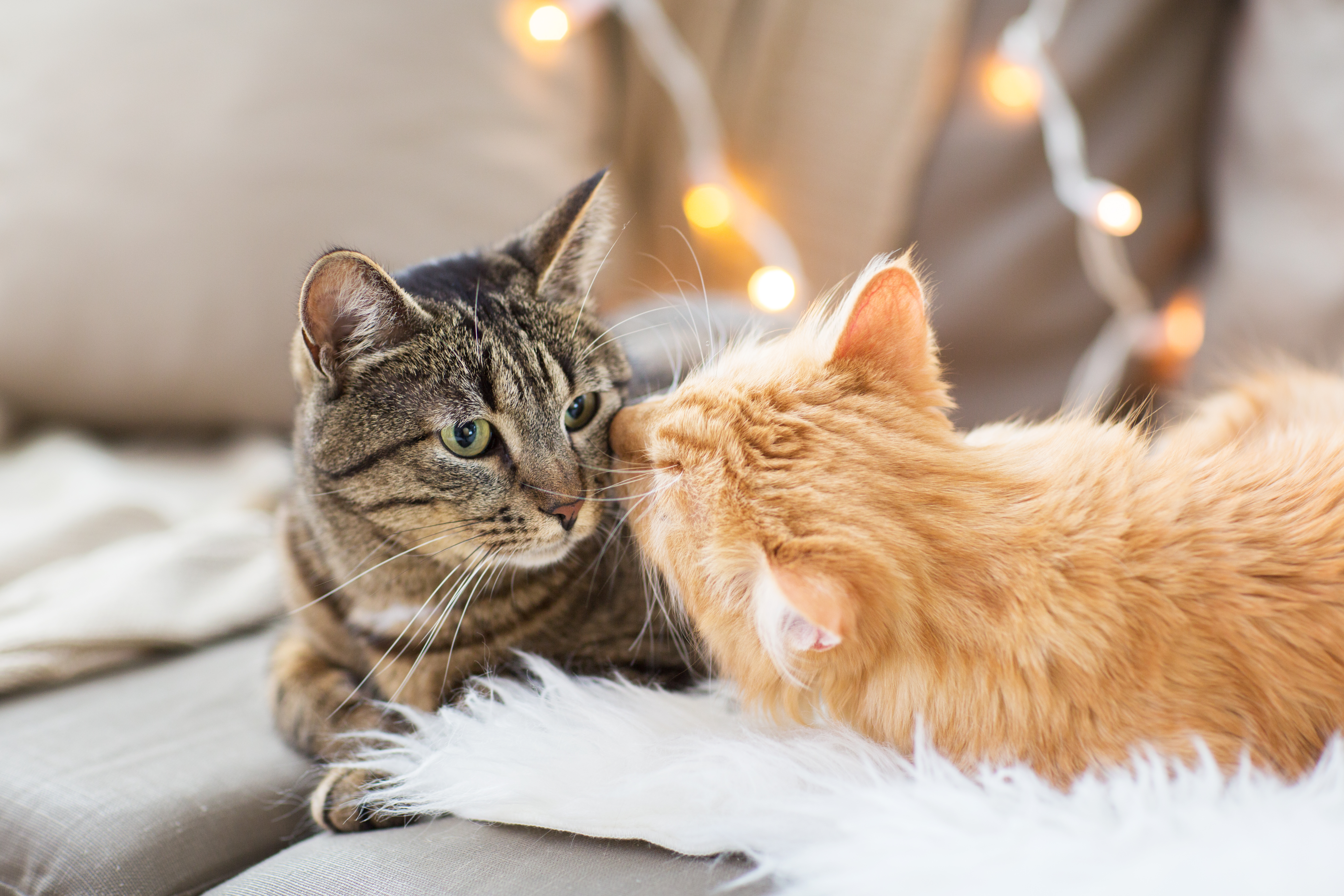sexual-instincts-in-cats