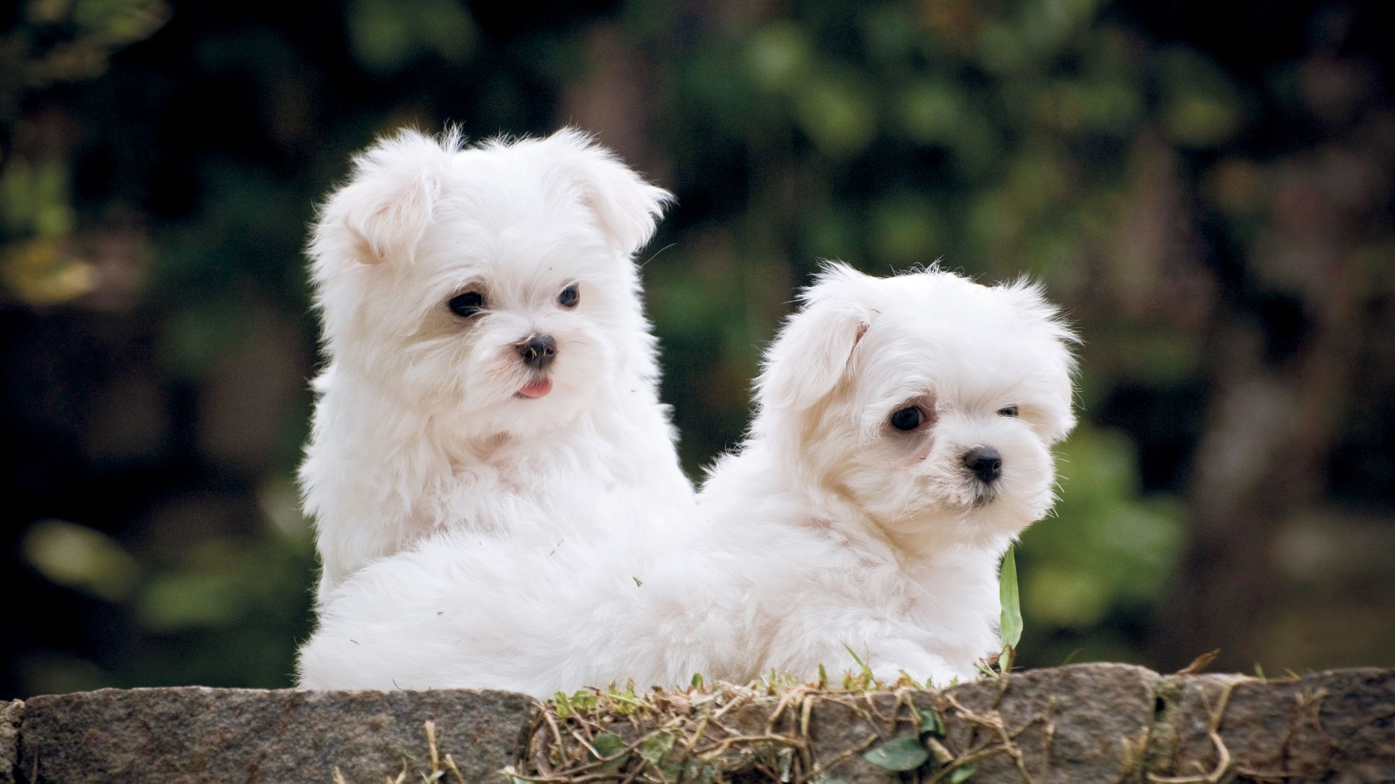 Dos cachorros de Bichón Maltés quietos en un muro de piedra