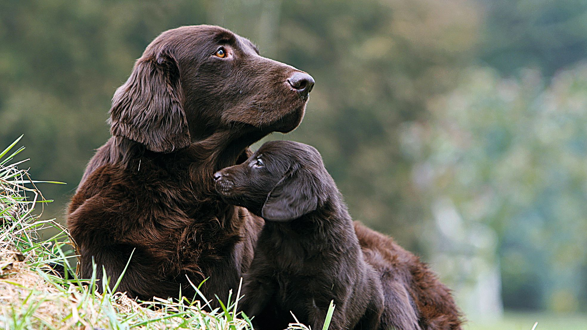 Chocolate mother and puppy Flat Coated Retrievers snuggling on the grass