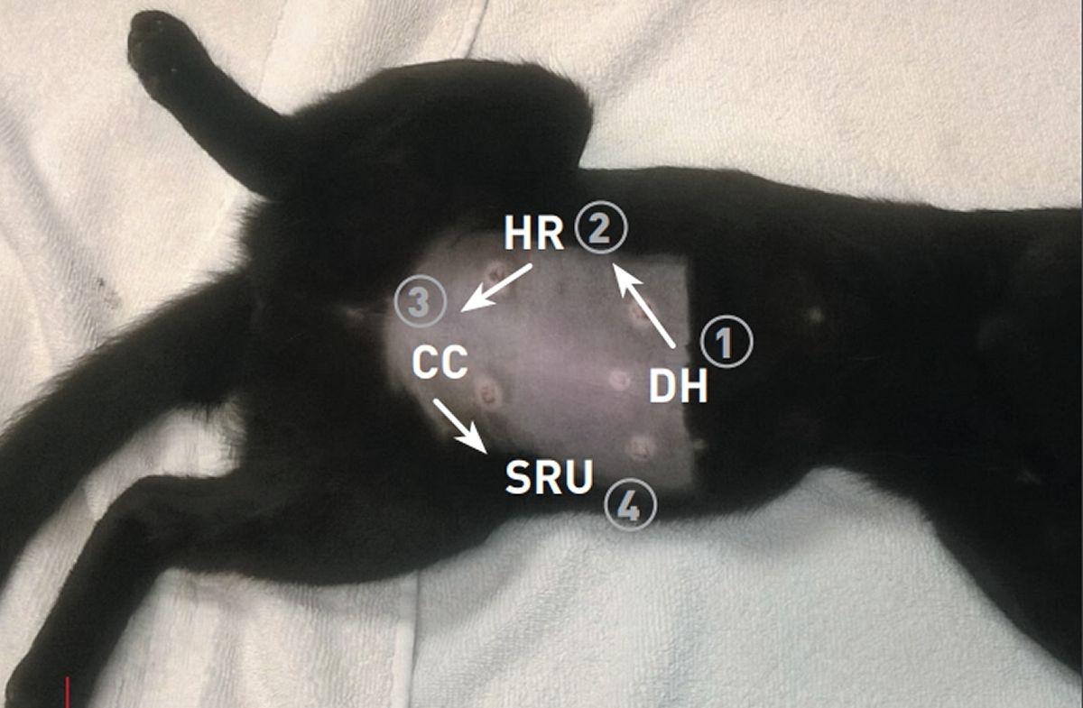 Figure 2. AFAST landmarks on a cat in left lateral recumbency. HR = Hepato-Renal View; DH = Diaphragmatico-Hepatic View; CC = Cysto-Colic View; SRU = Spleno-Renal Umbilical View© Dr. Gregory Lisciandro, Hill Country Veterinary Specialists, FASTVet.com, Spicewood, Texas