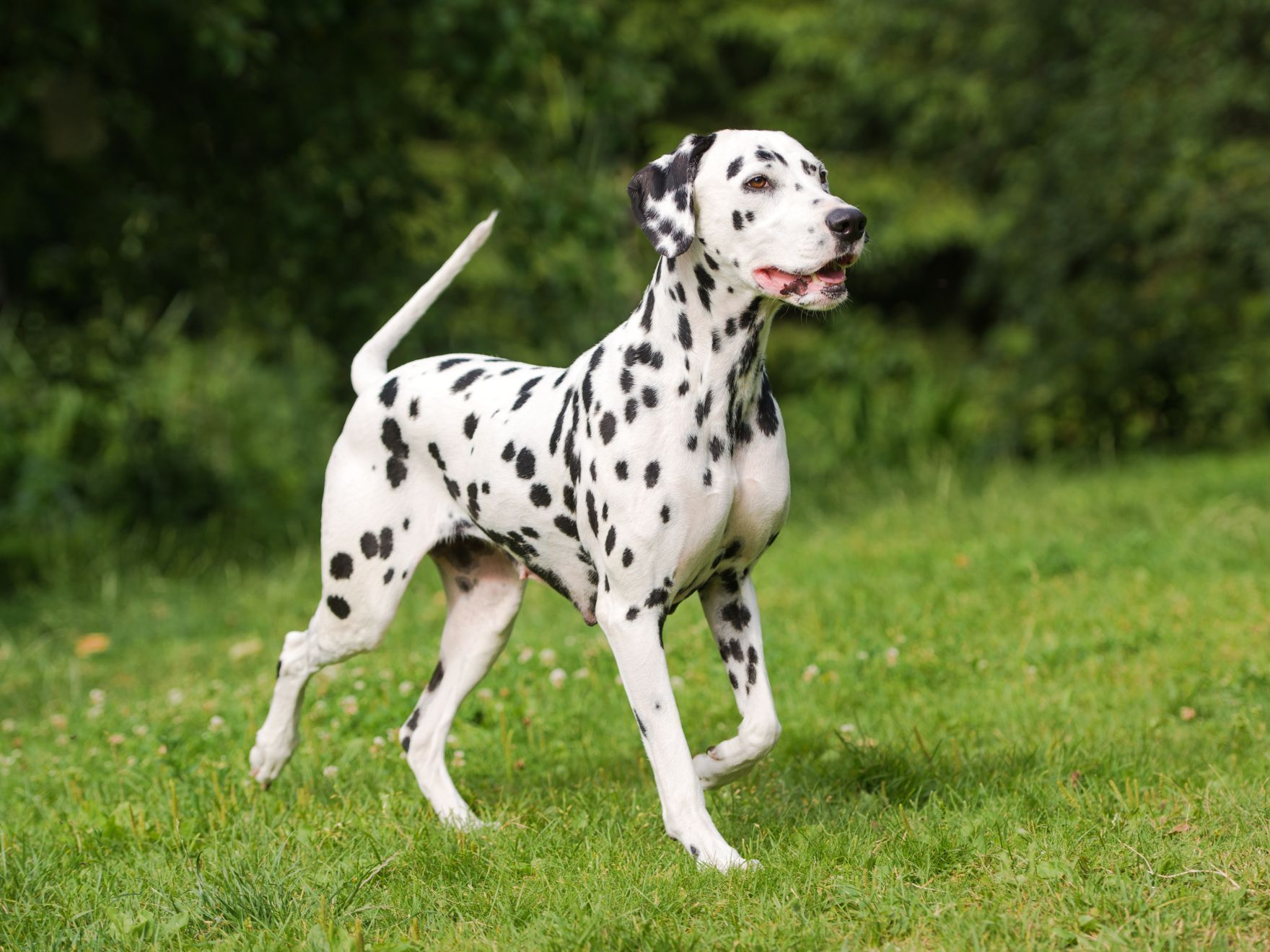 Chien dalmatien à l'extérieur en été