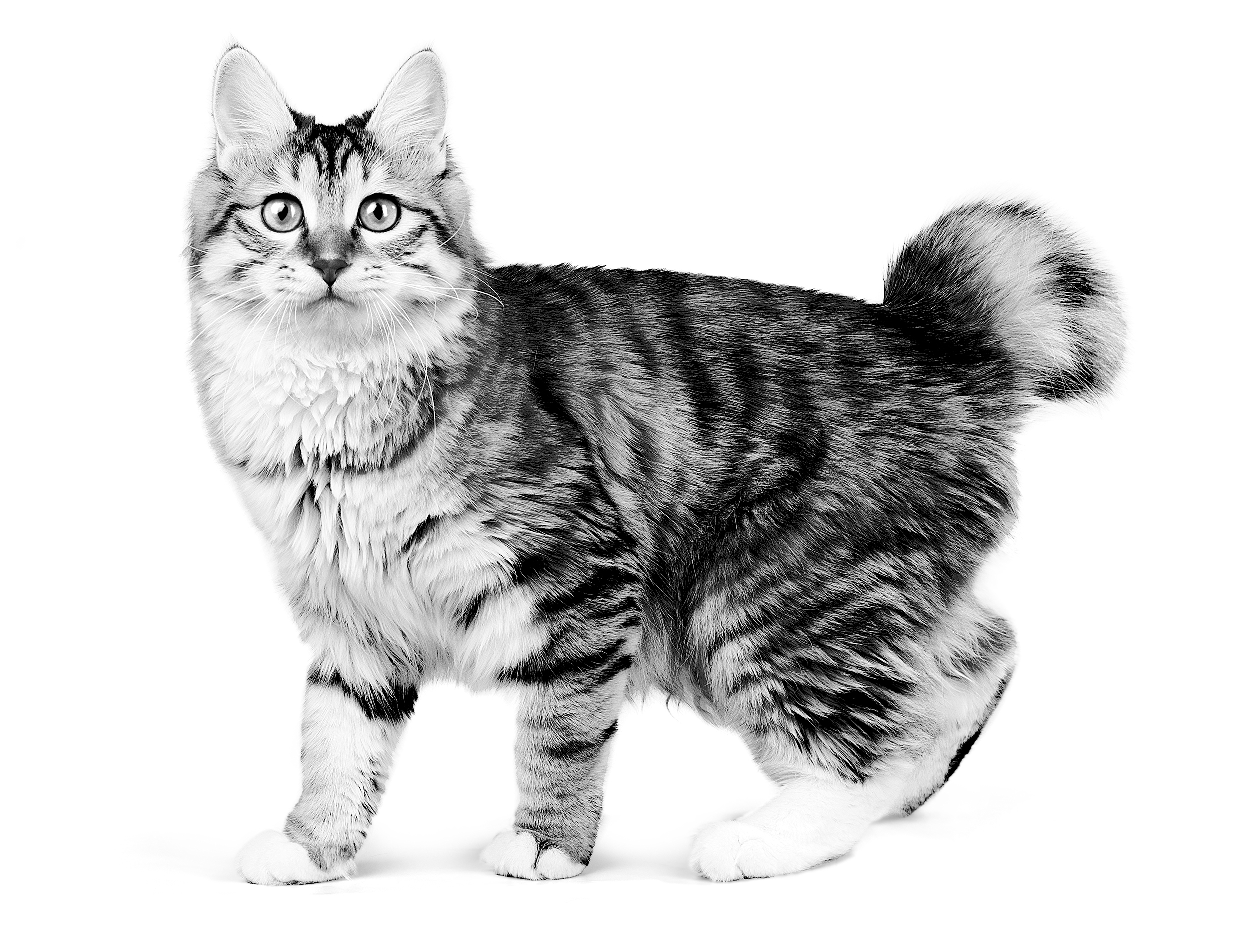 Gray best sale bobtail cat