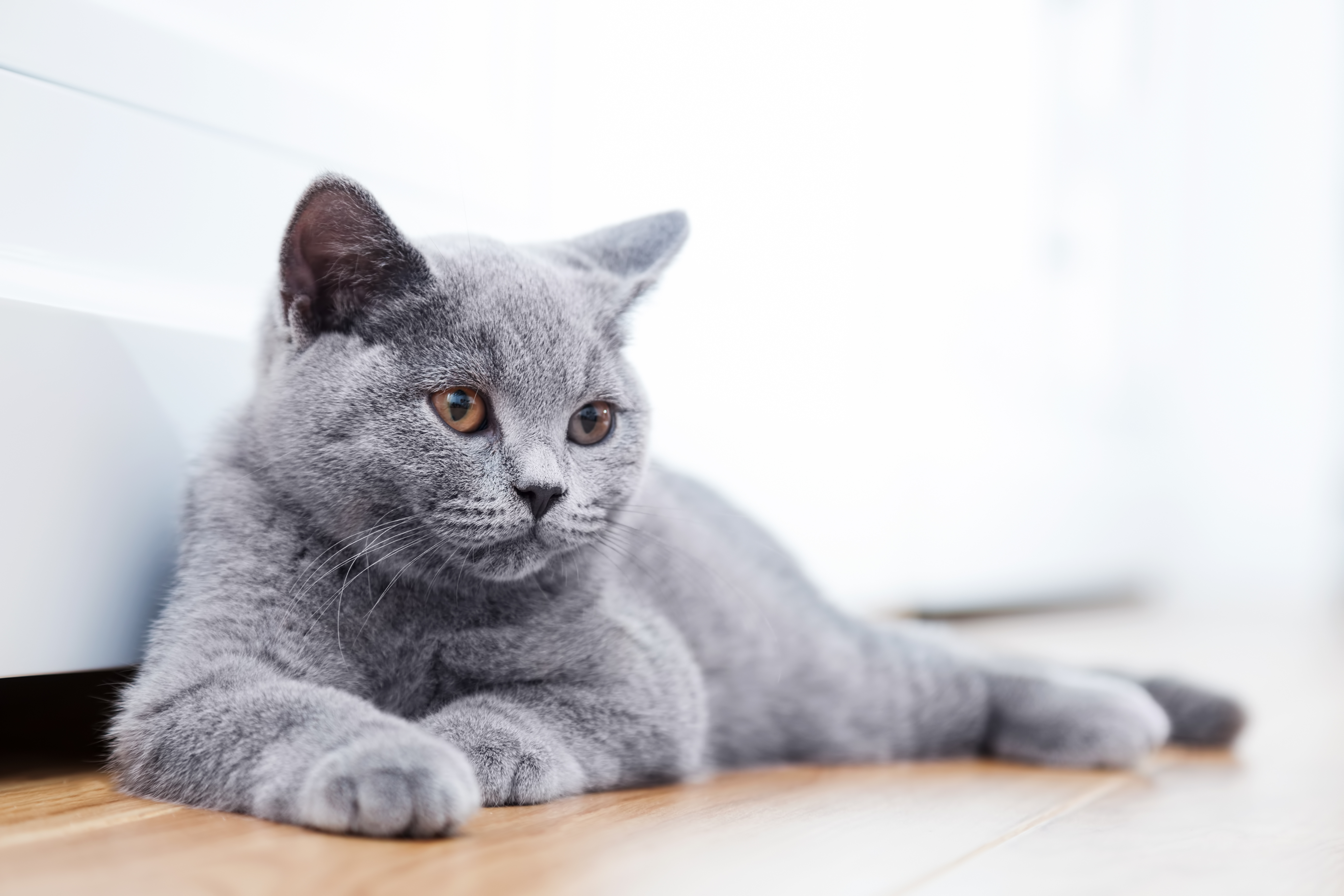 Почему у котенка ломаются усы: причины, лечение | Royal Canin