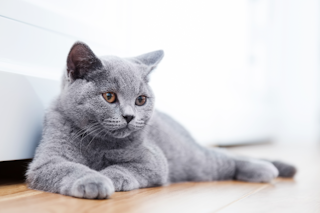 КОШАЧЬЯ ТРЕВОГА И КОШАЧИЙ СТРЕСС КАК ПОМОЧЬ