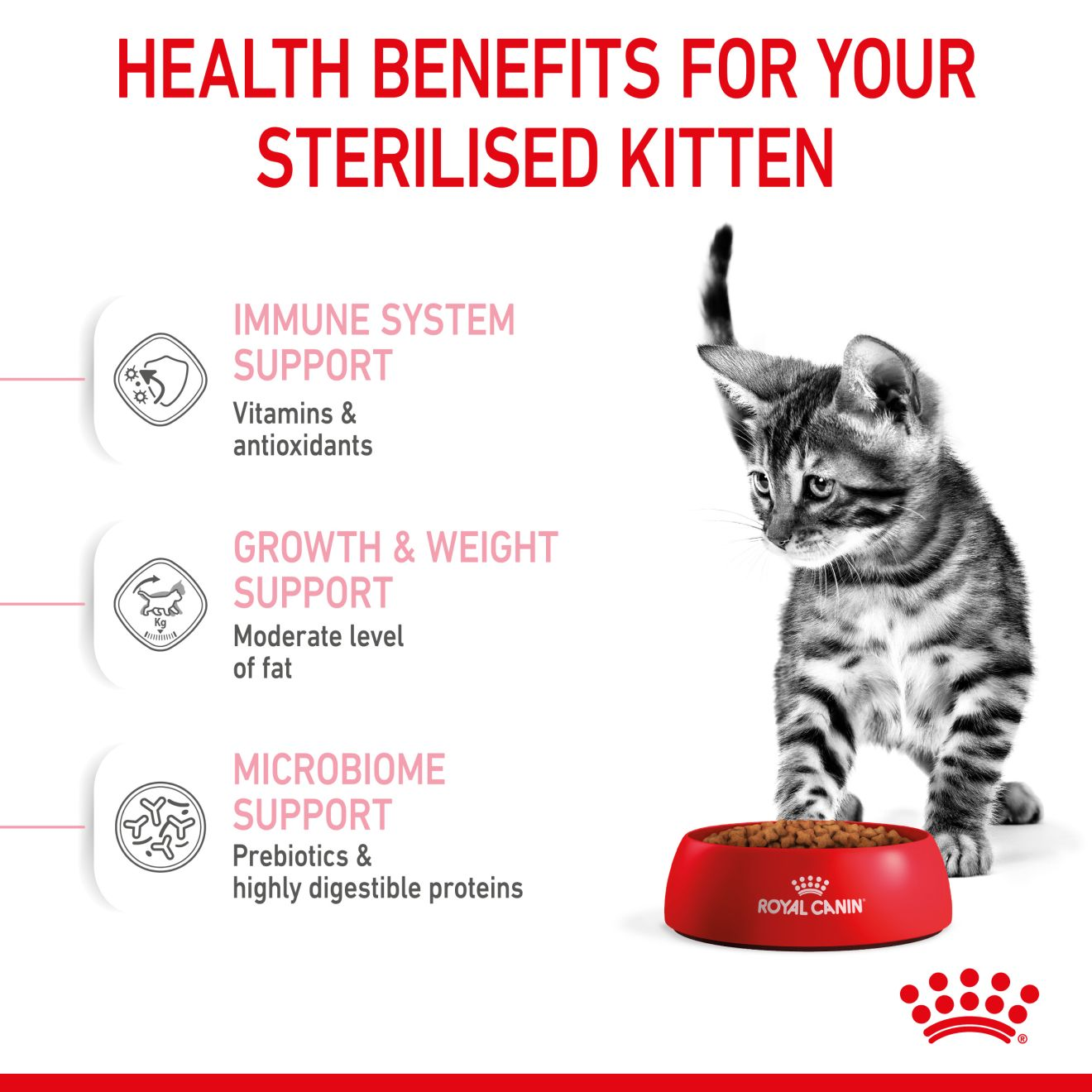 Kitten Sterilised