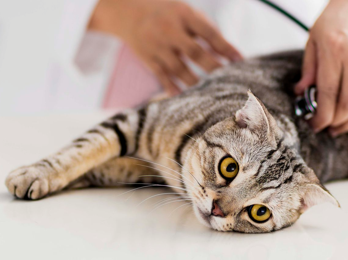 Gatito recostado sobre una mesa siendo examinado por un veterinario 