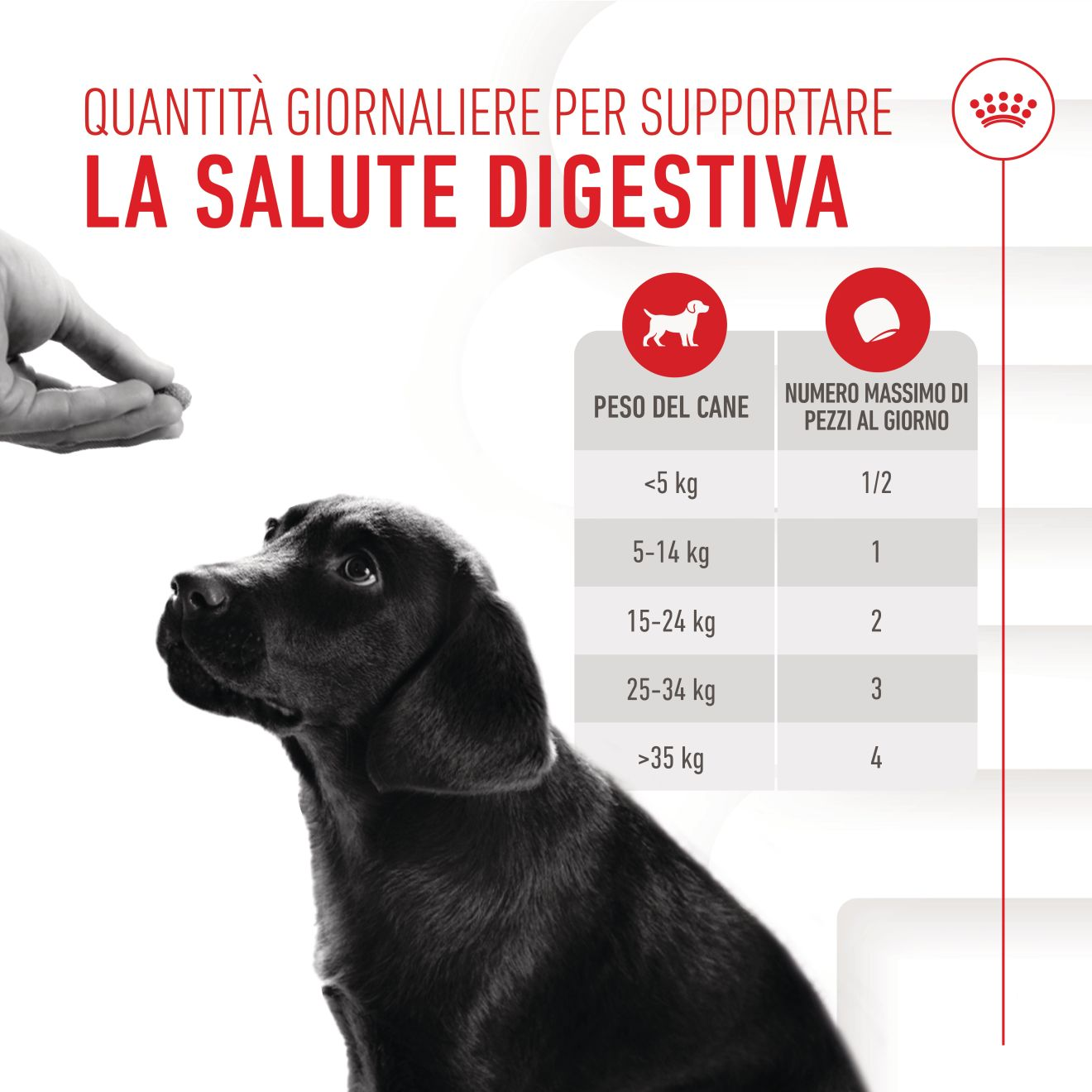 Supplement Immunity & Digestion chews