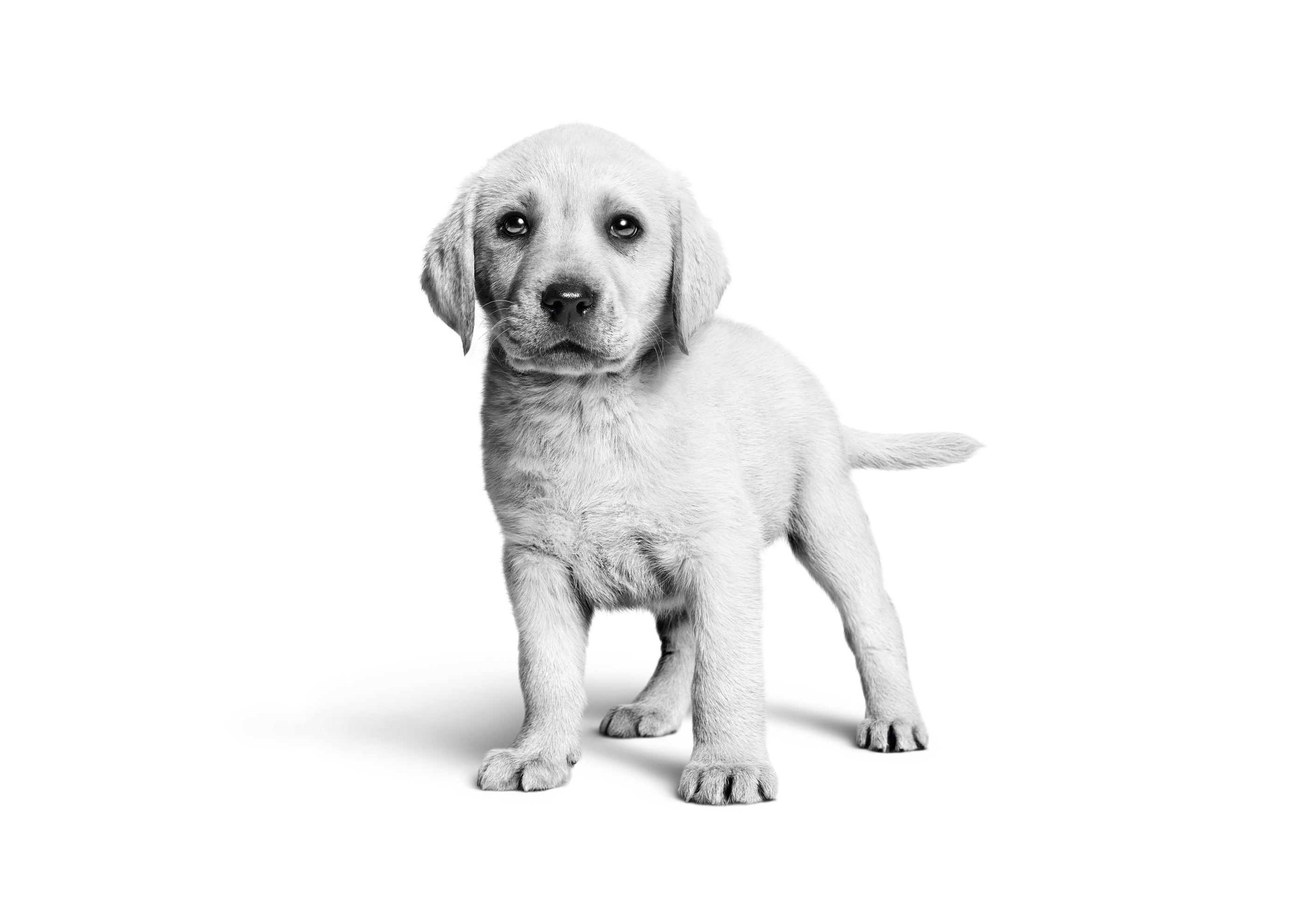Labrador puppy standing black and white