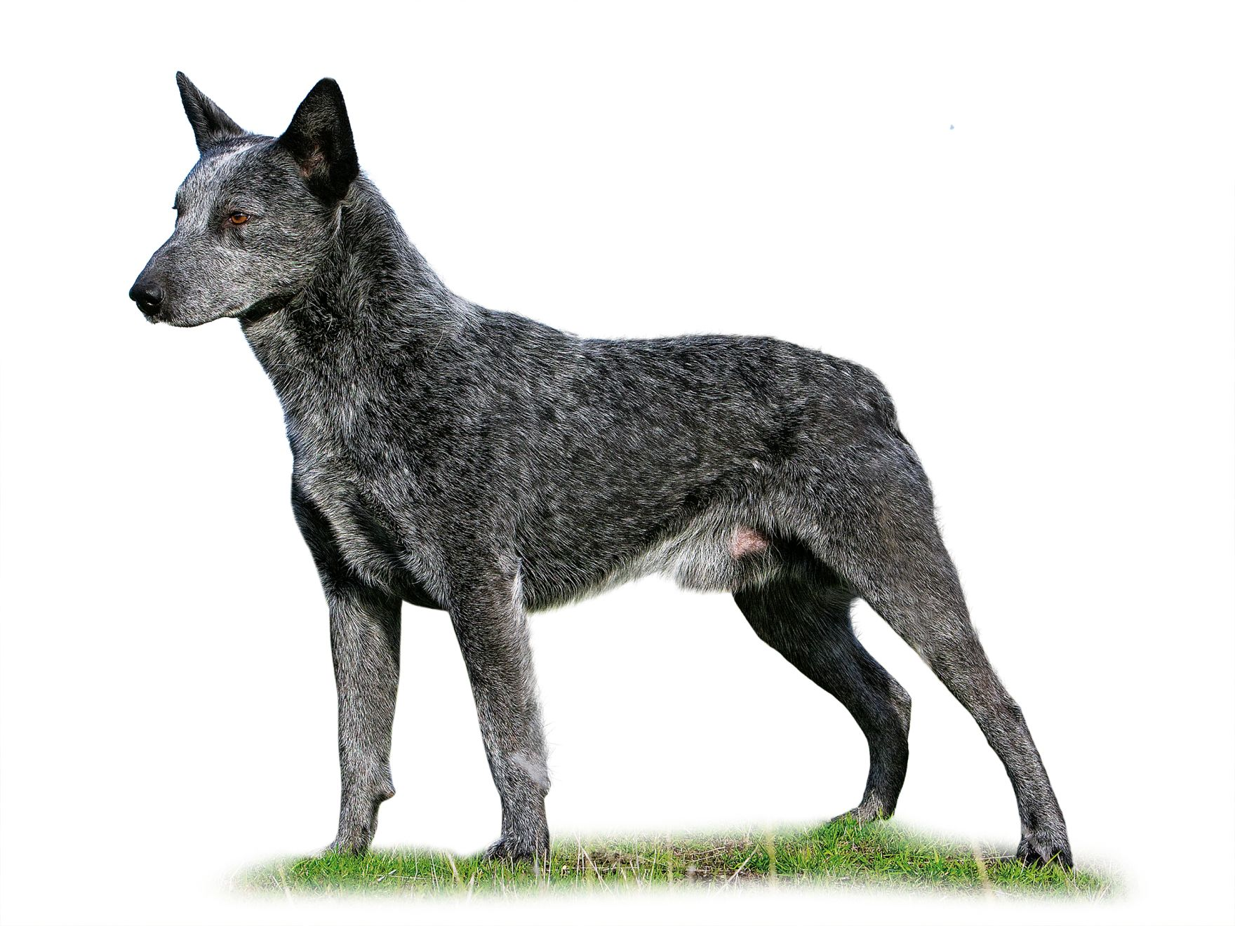 Australian stumpy tail cattle dog black and white