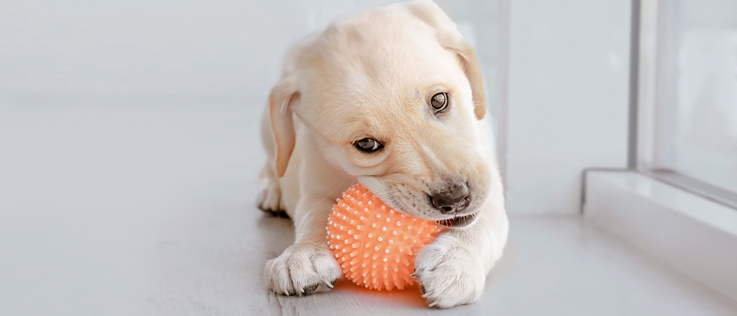 Puppy Labrador Retriever lying down on a wooden floor and chewing a ball.