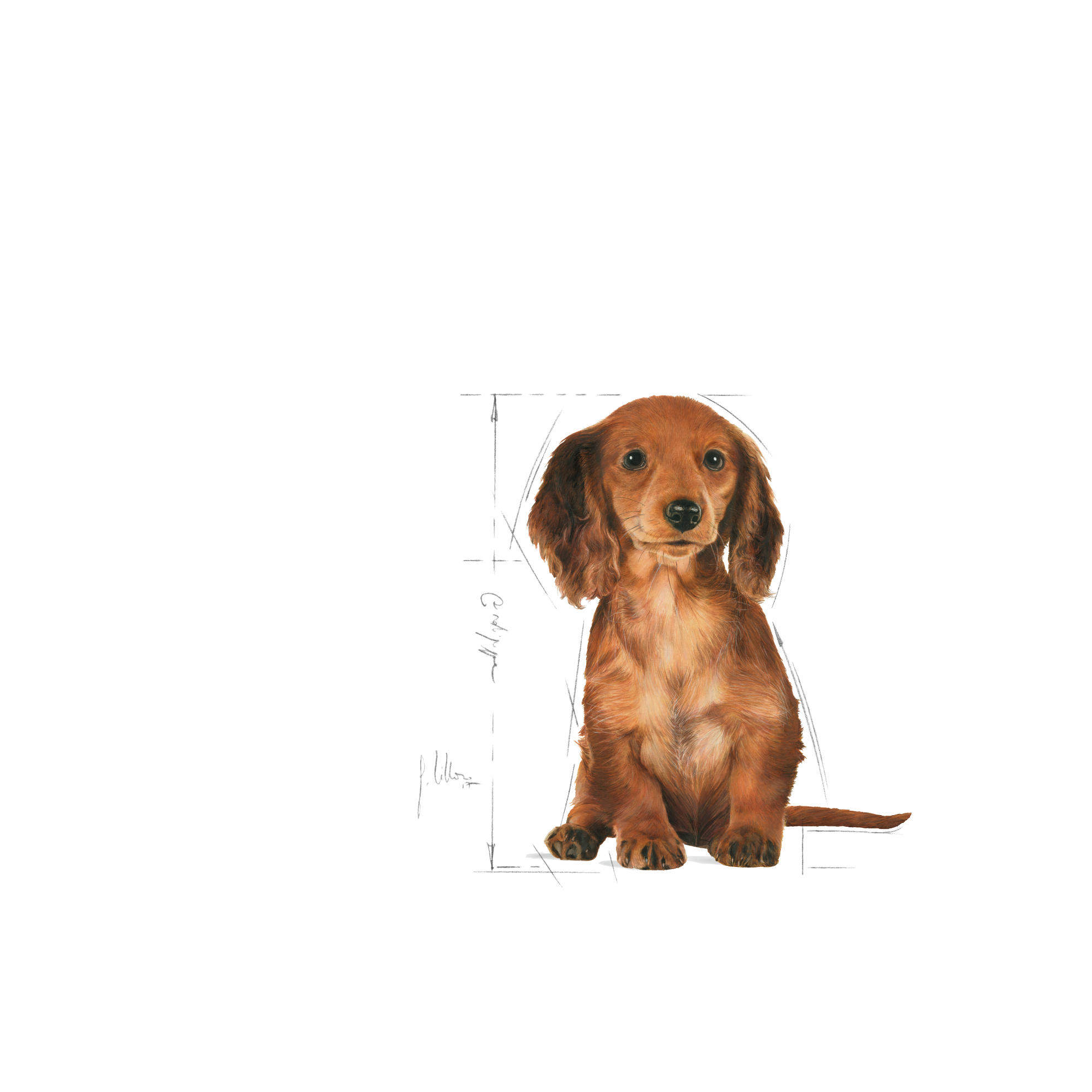 Dachshund puppy shop royal canin