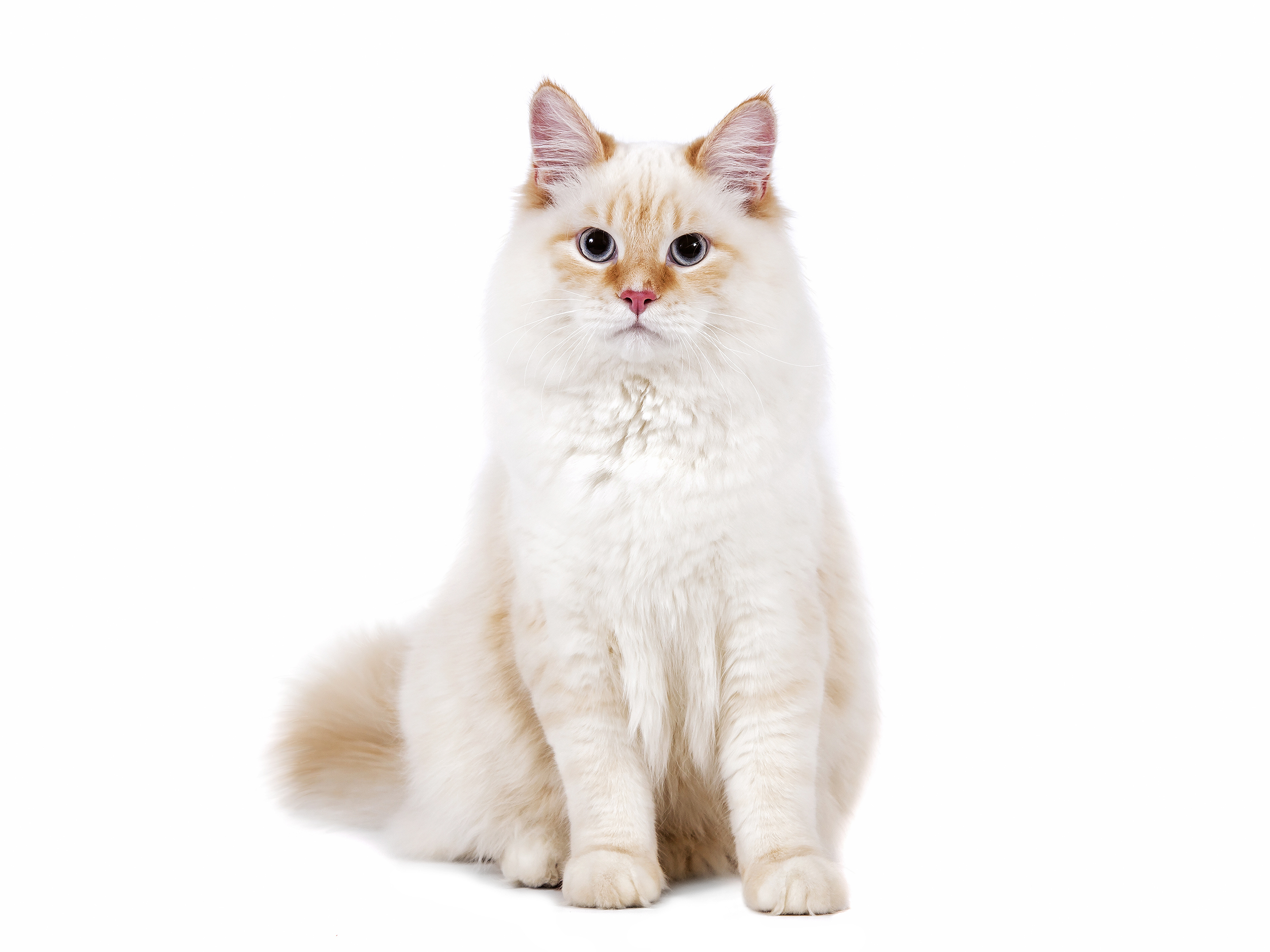 Cat Breed Library Royal Canin