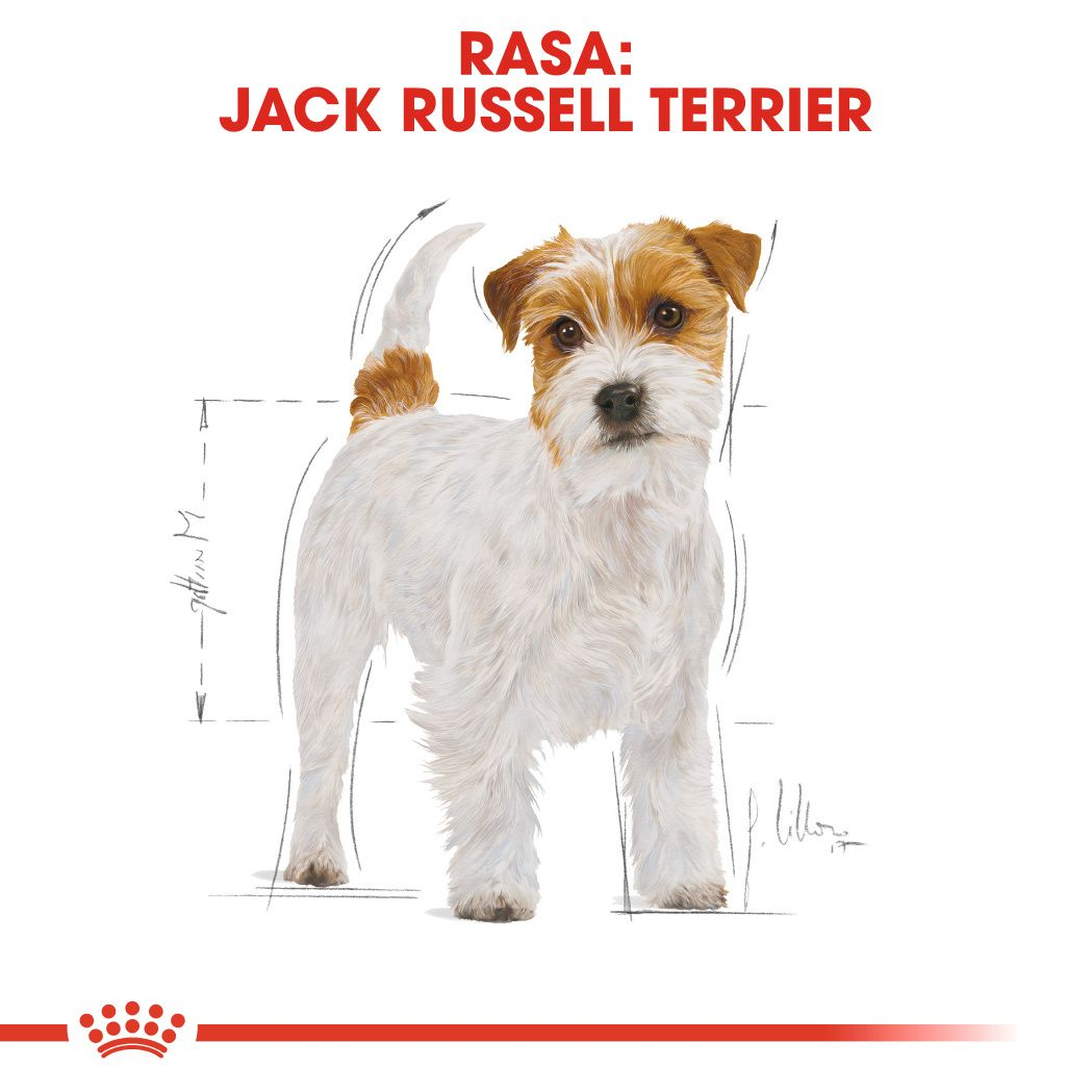 Royal Canin Jack Russell Terrier Adult Hondenvoer Royal Canin Shop