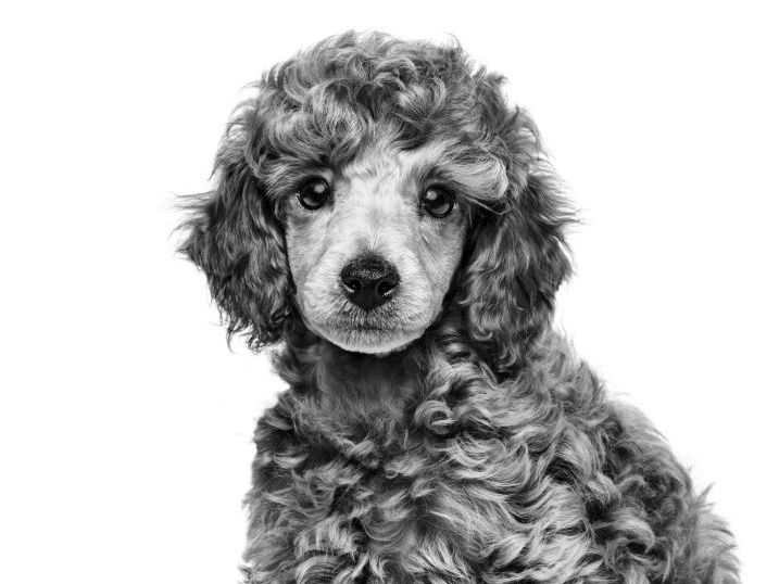 Retrato en blanco y negro de un cachorro de Caniche sentado