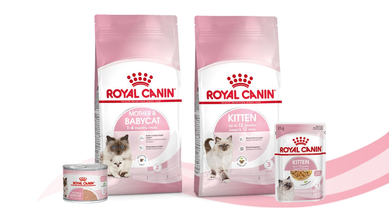 Acheter des croquettes pour chat Royal Canin