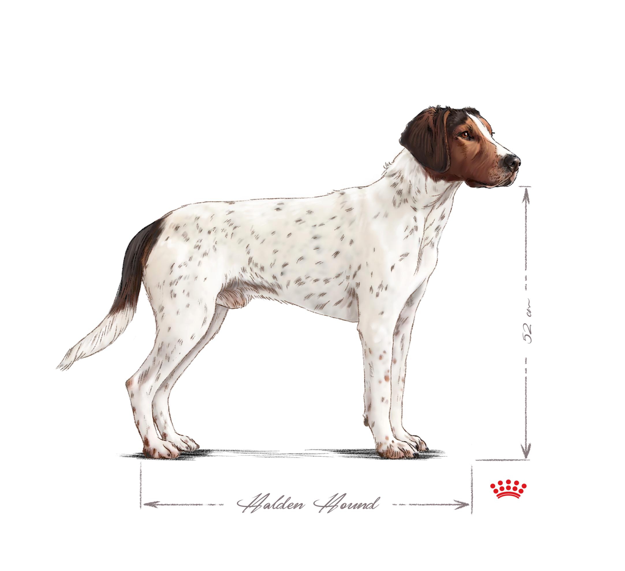 Halden hound adult back and white