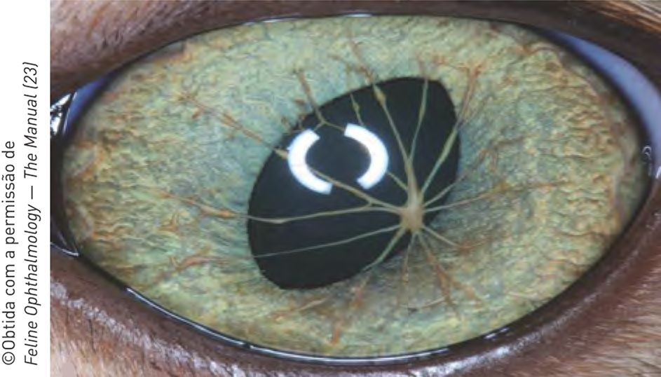 Figura 8. Resquícios da membrana pupilar persistente, reunidos centralmente na câmara anterior. © Taken with permission from Feline Ophthalmology — The Manual 