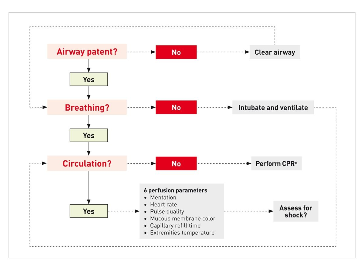The “ABC” algorithm, which can be used to evaluate airway patency, breathing and circulation, with appropriate responses indicated.