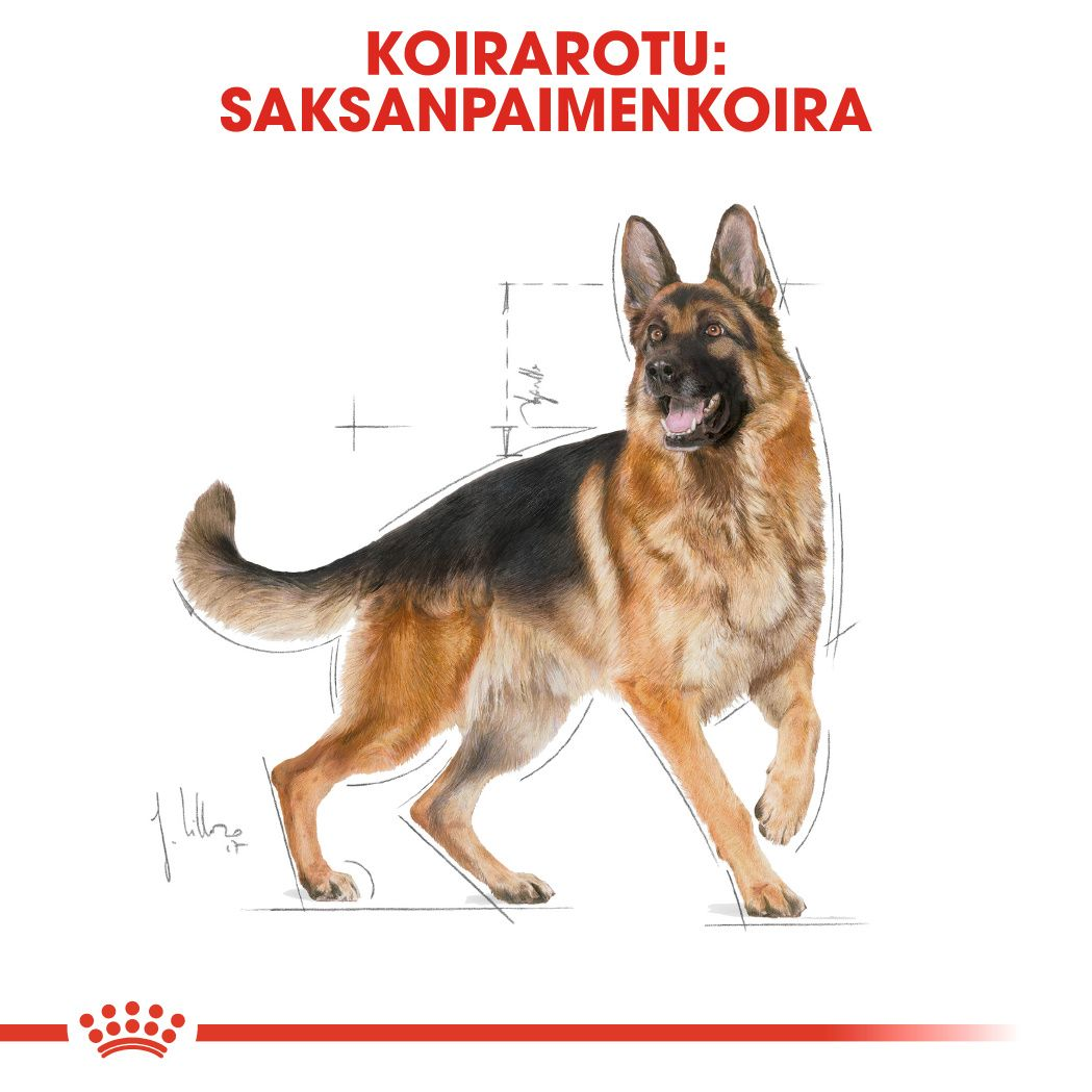 German Shepherd Adult